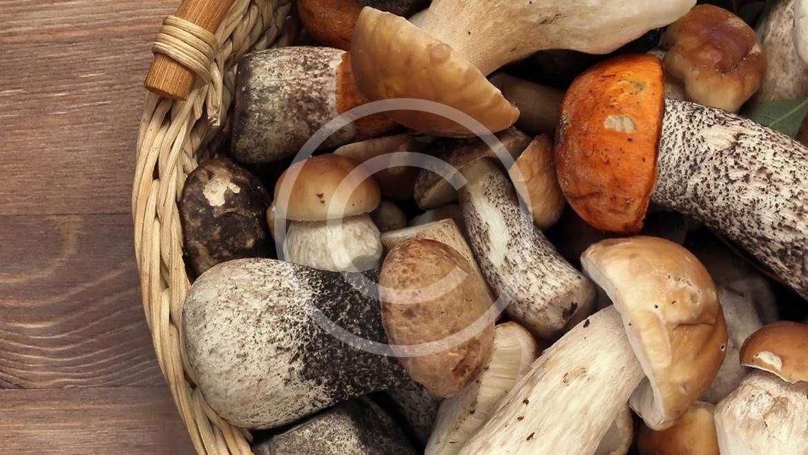 Selecting & Storing Fresh Mushrooms