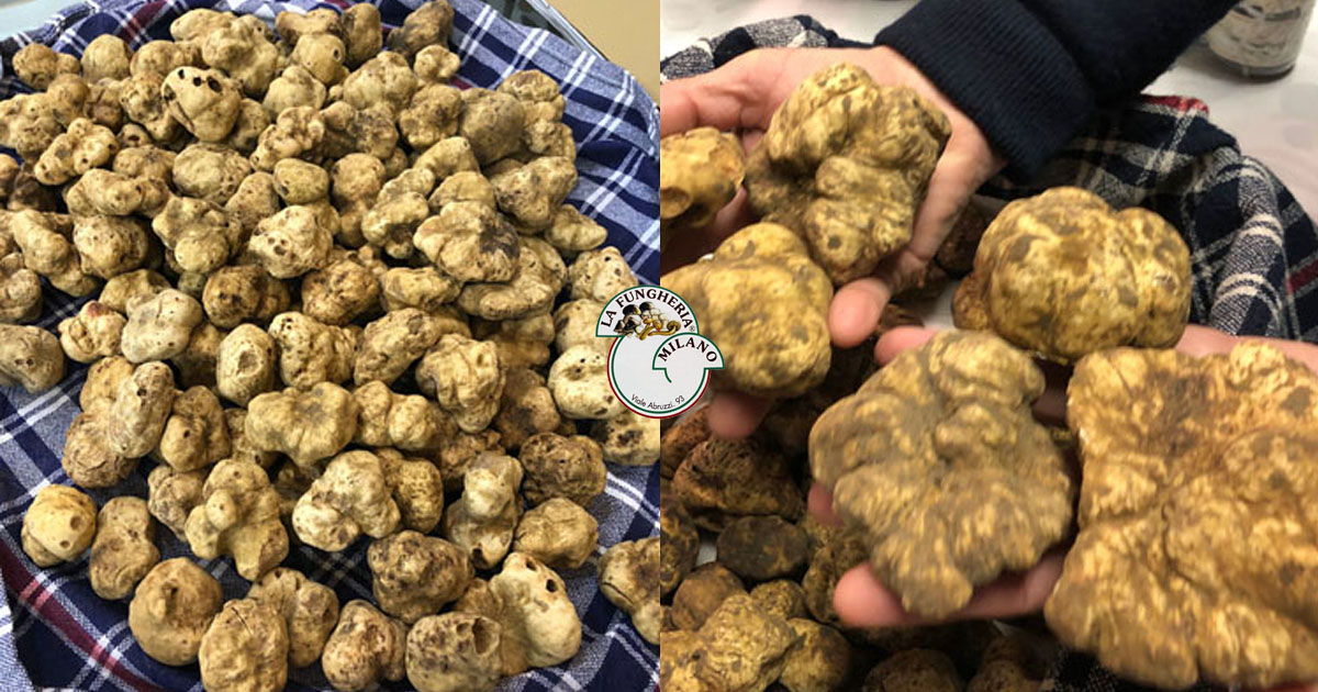 lafungheria-milano-negozio-funghi-porcini-tartufi-arrivi-settimanali-bianco-nero